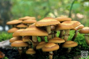 Kuehneromyces mutabilis (1000 x 667).jpg_product_product_product_product_product